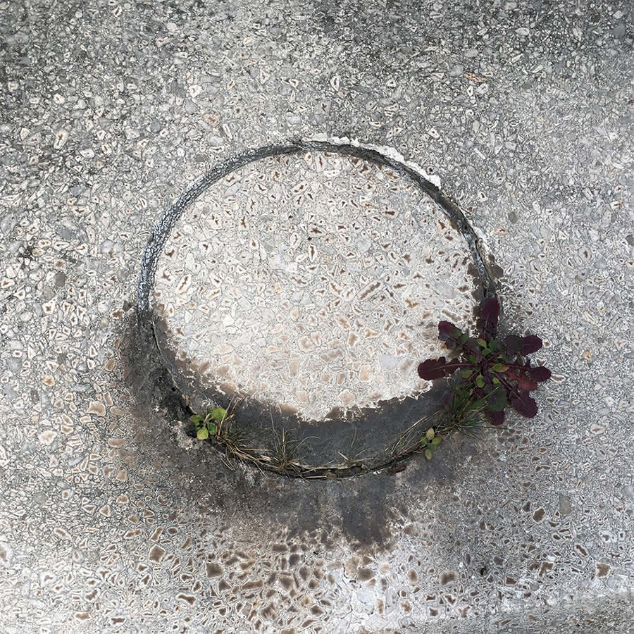 Strategy: from chaos to system - Nature finding its way in an urban environment by strategising its rooting and growth